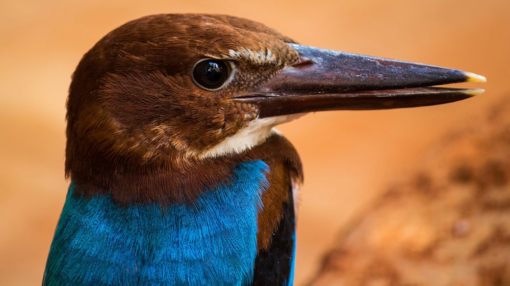 White Throated Kingfisher