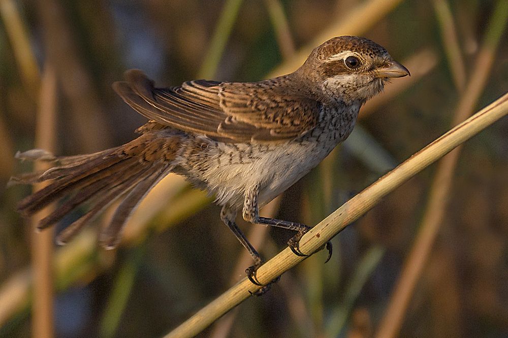 red-backed shrike.