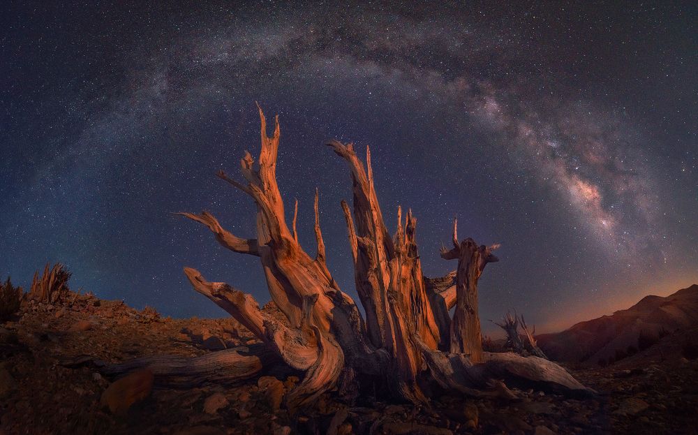 Photograph by  Ellis