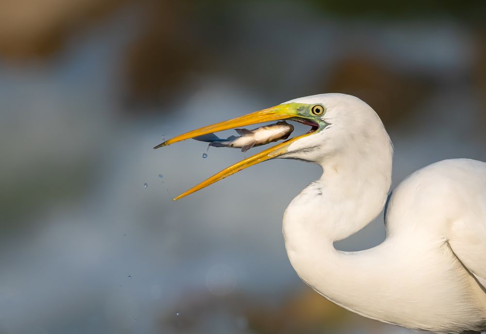 Photograph by Ahmed Elsheshtawy