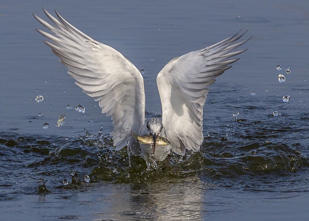 The Whiskered Tern.