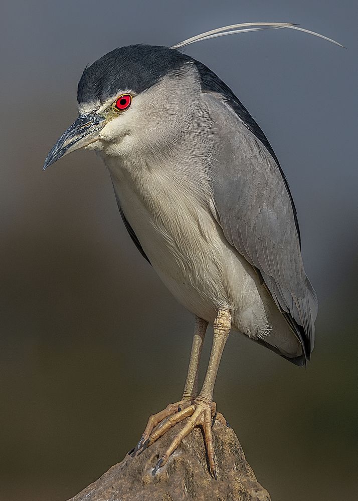 Black-crowned night heron.