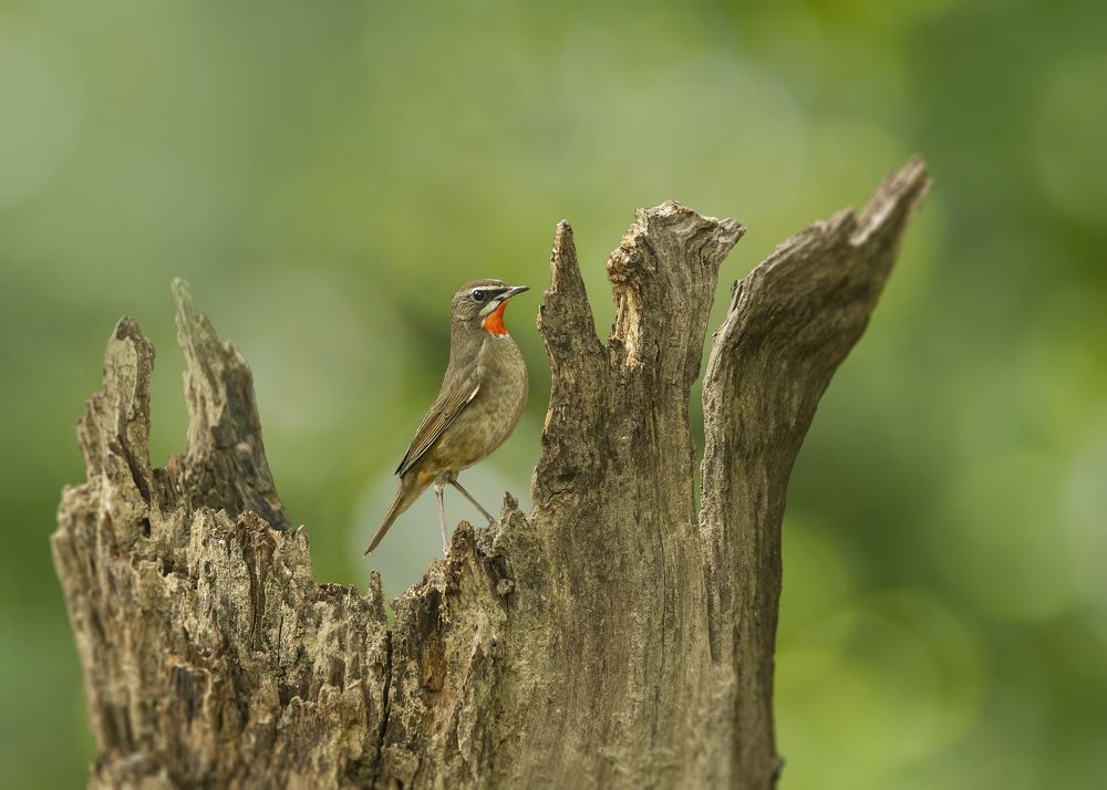 Photograph by Токарев Олег