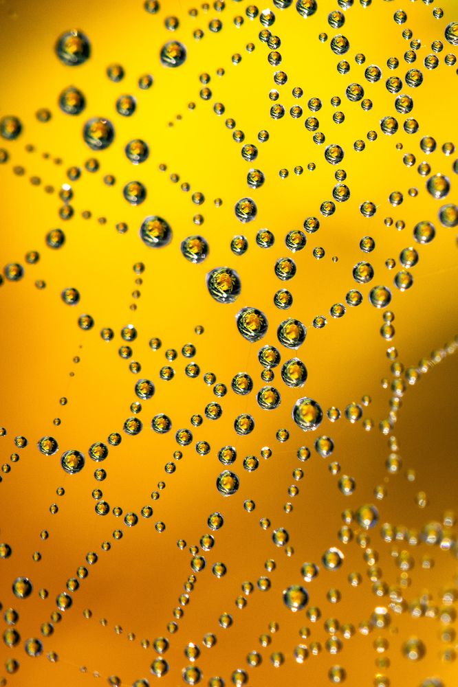 Фотография автора Мария Сурмачева