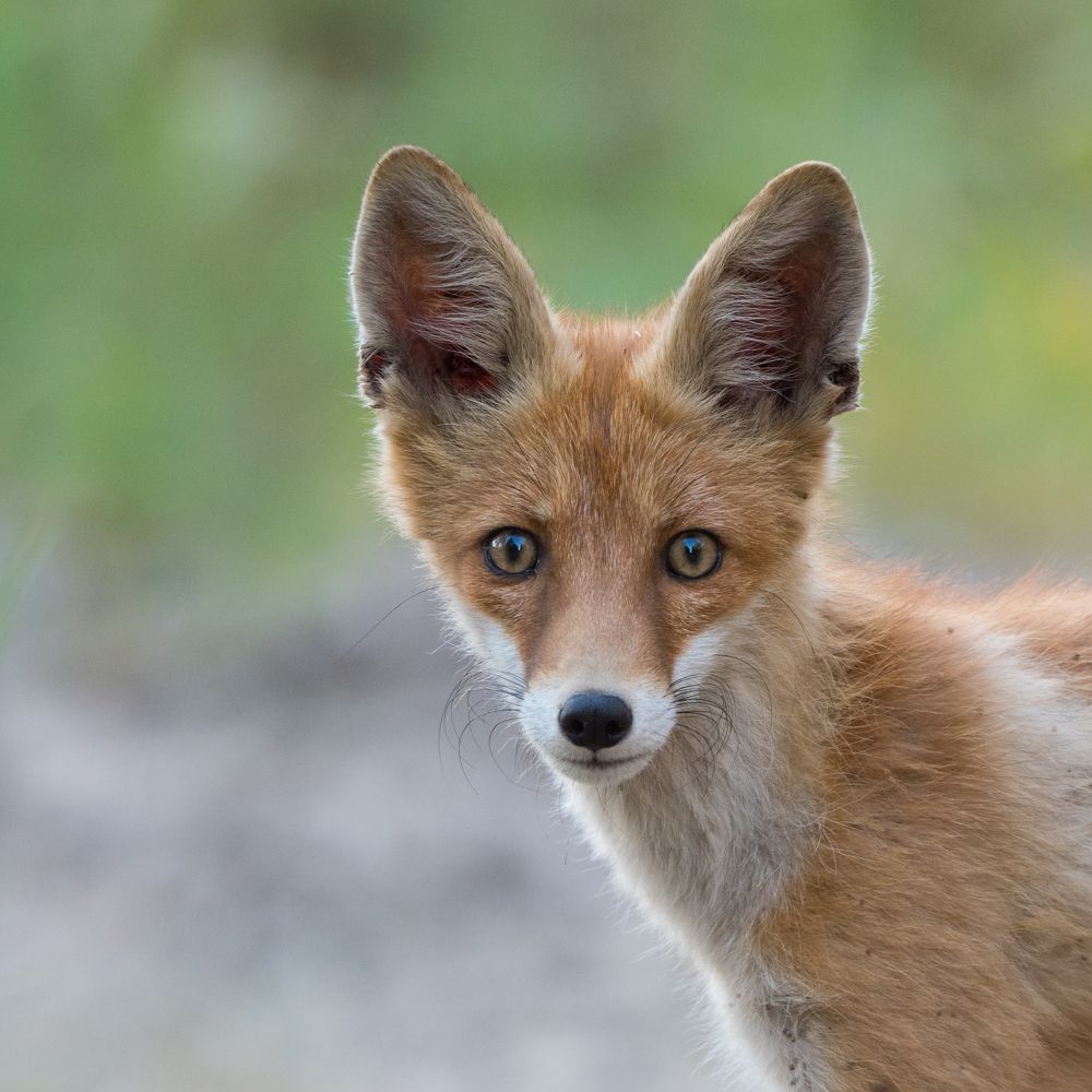 Photograph by Антон Мостовенко