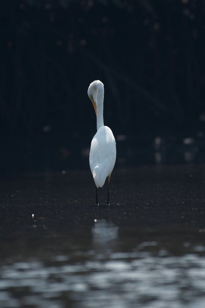 Photograph by Neeraj Gade