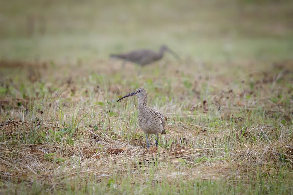 Great Curlew...