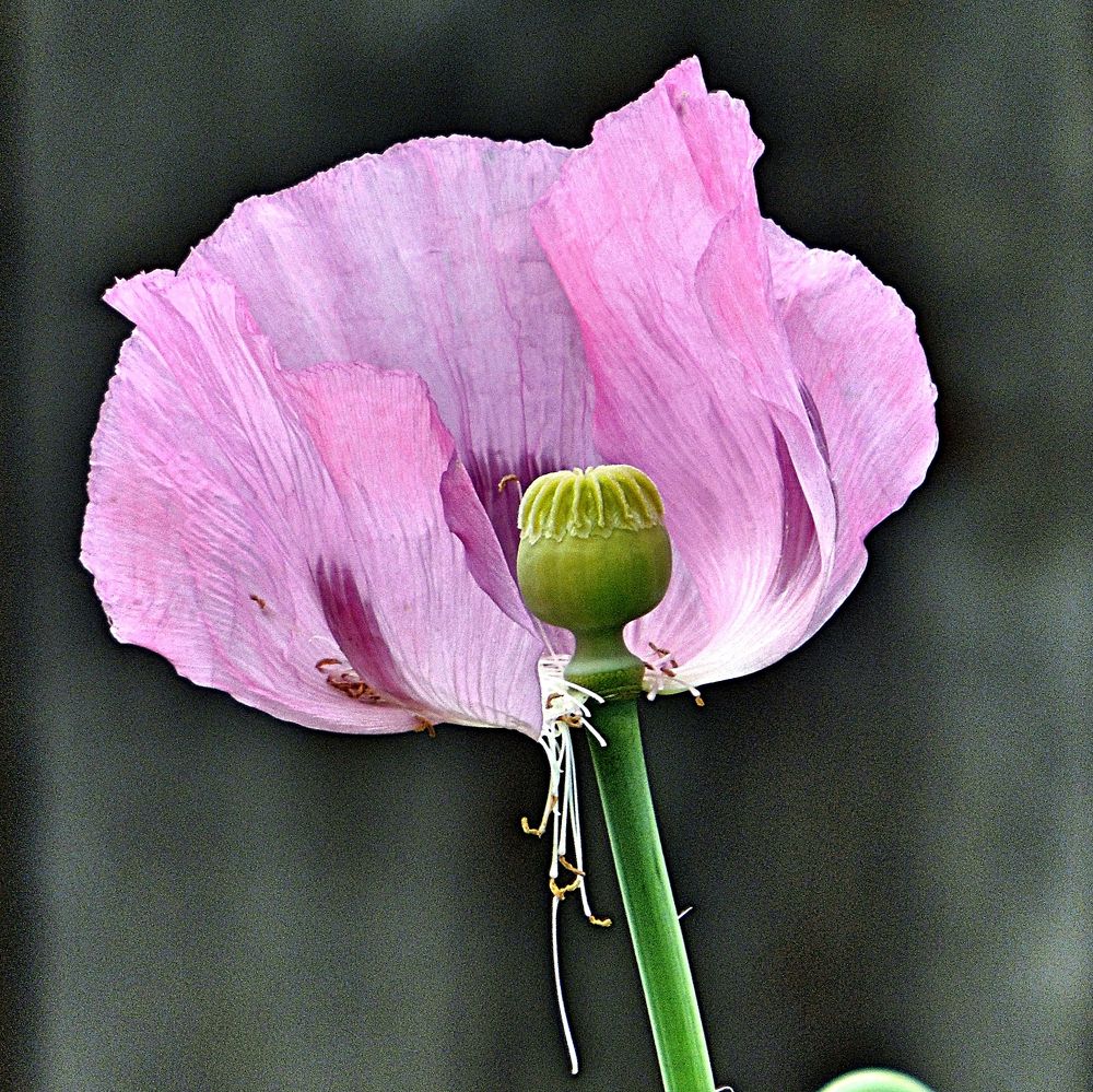 Photograph by Іван Березовський