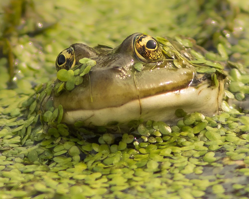 Эти глаза напротив
