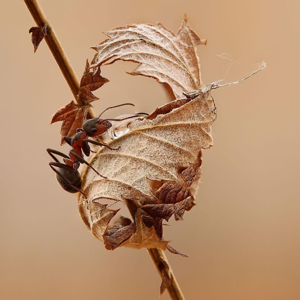 Ароматы осени...