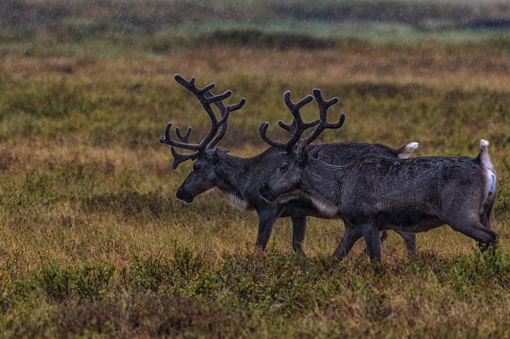 Photograph by Городничев Сергей