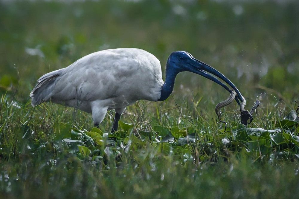 Photograph by Mitali Deb