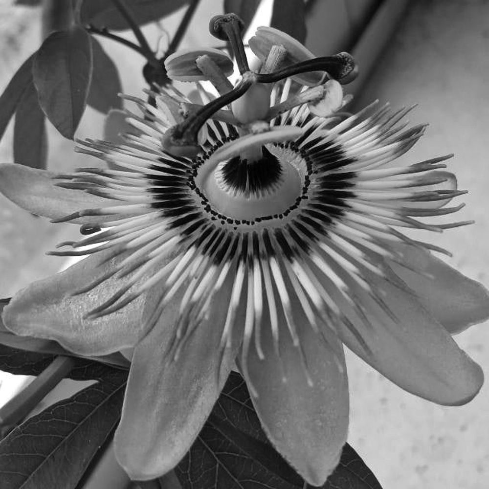 Photograph by Estrella