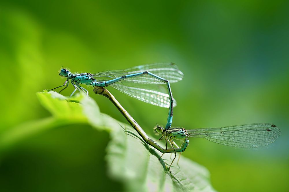 Photograph by Вероника Кочадыкова