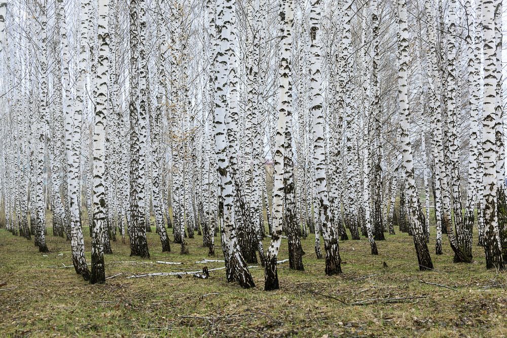 Фотография автора Рамиль Фаттахов