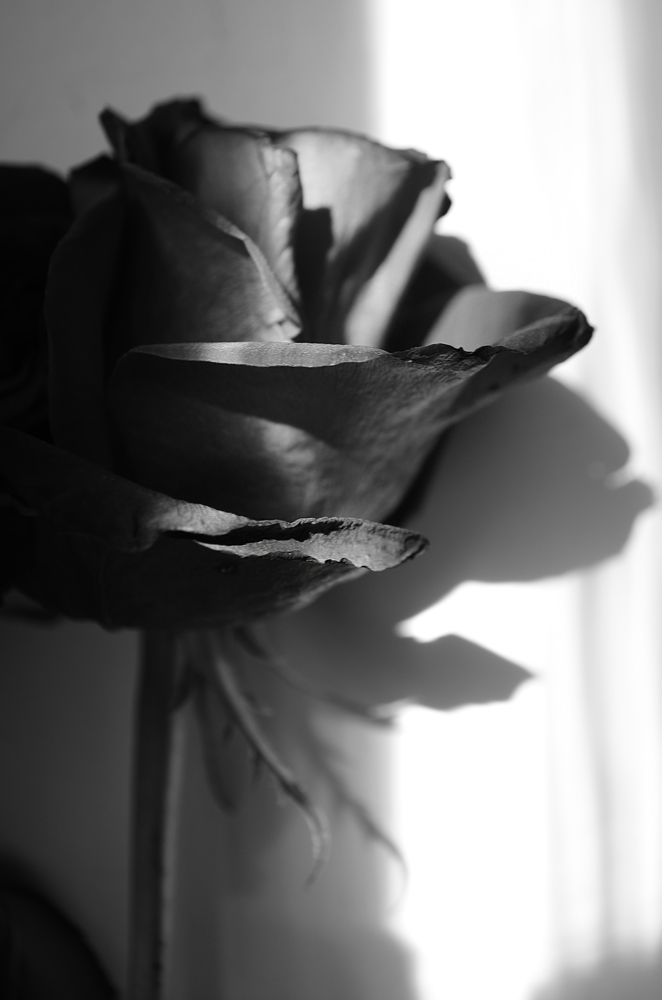 Photograph by Marina Kolyaraby