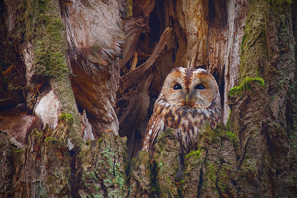 Photograph by Вячеслав Заметня