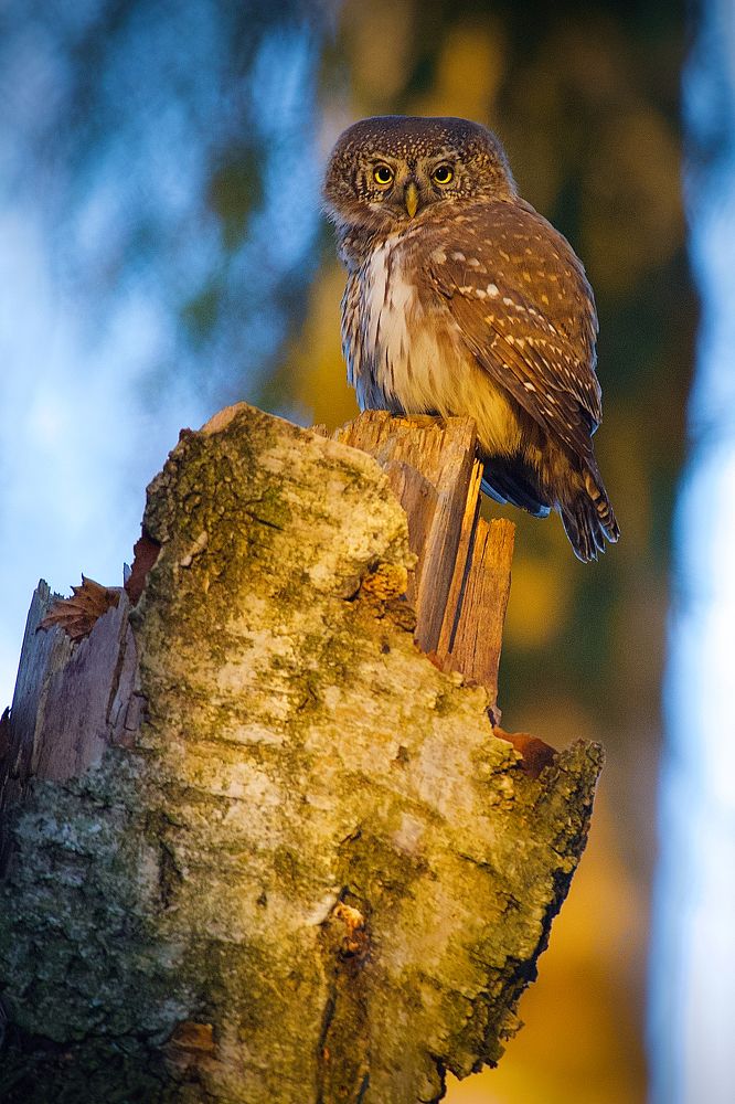 Photograph by Вячеслав Заметня