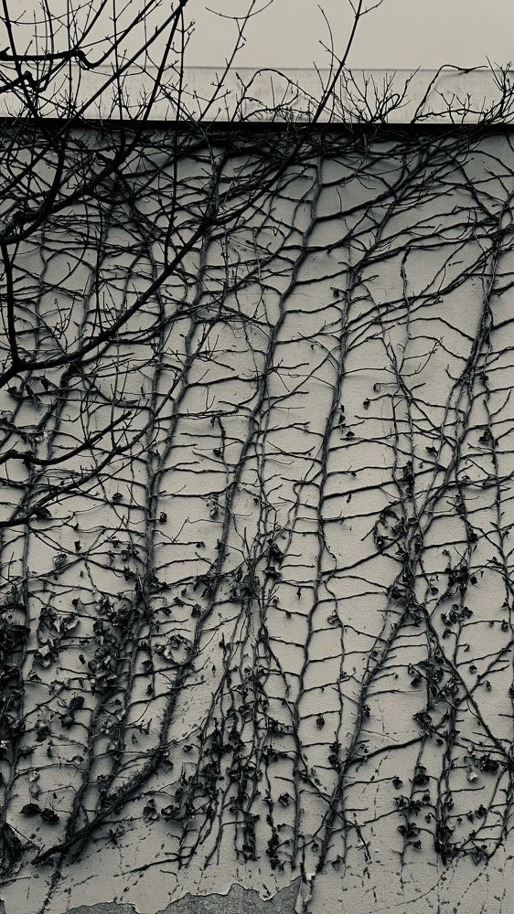 Фотография автора Vera Dobychina