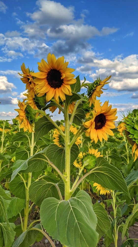 Фотография автора Наталья Синицына