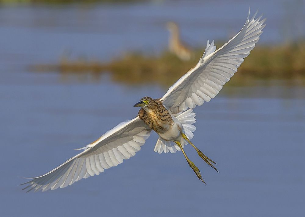 Squacco Heron.