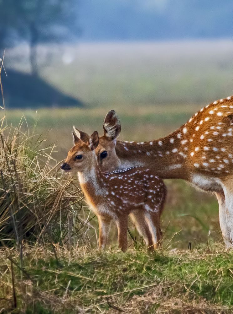 Фотография автора hitesh chawla