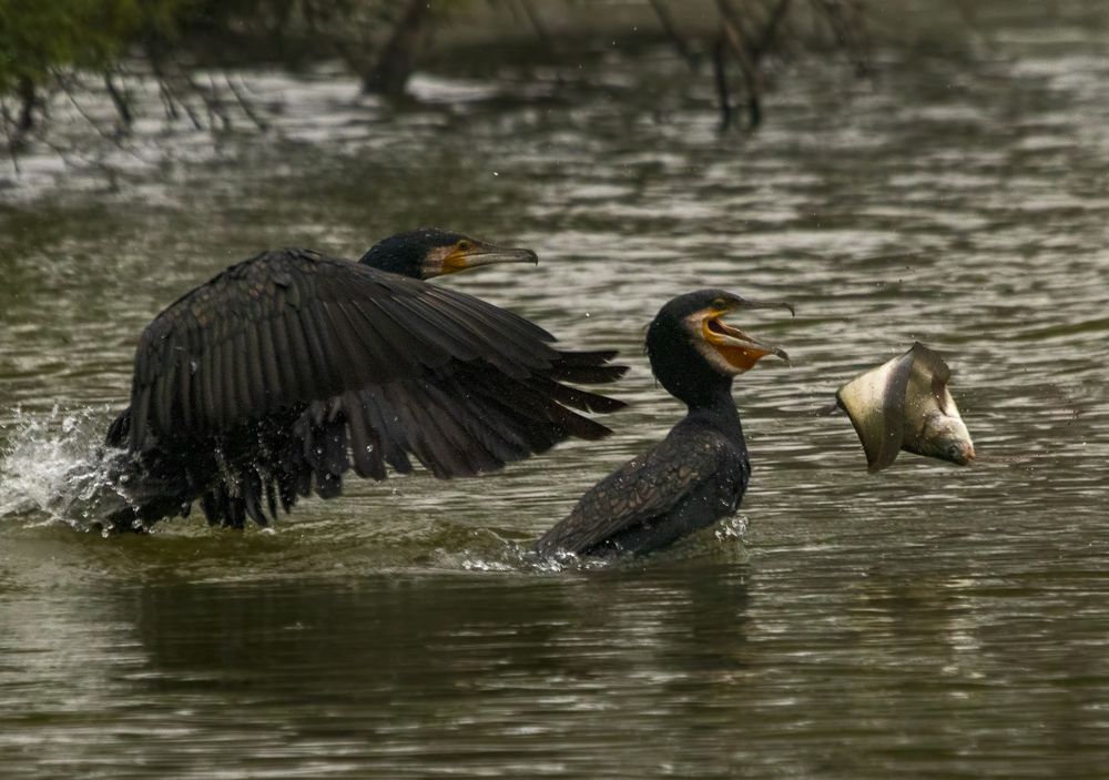 Фотография автора hitesh chawla