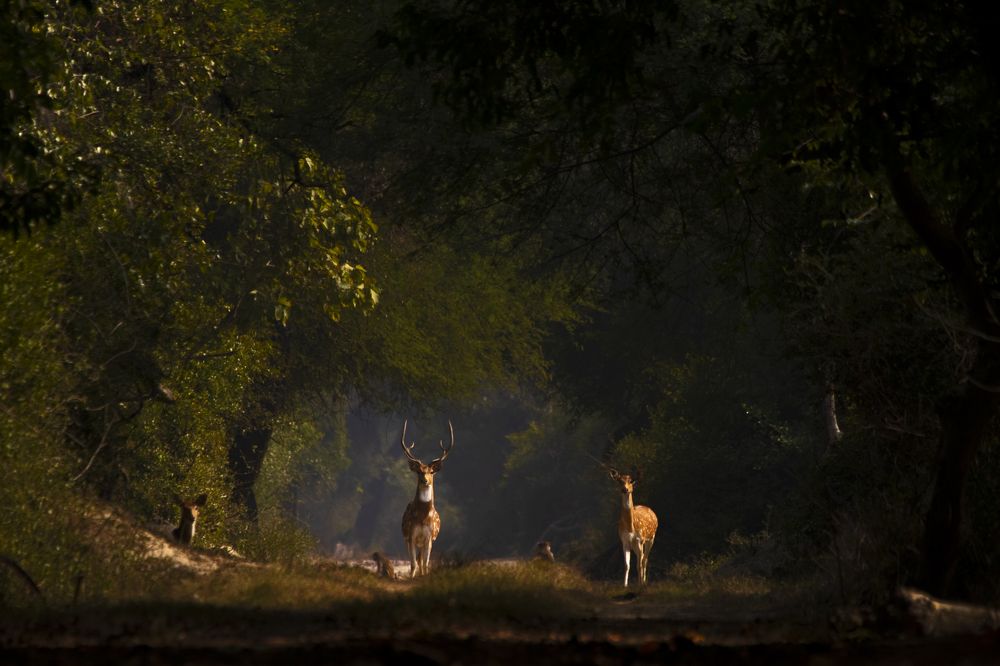 Фотография автора hitesh chawla