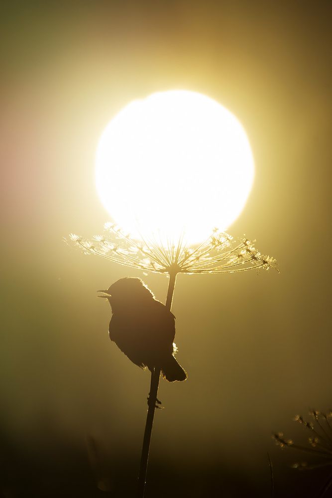 Photograph by Владимир Письмак