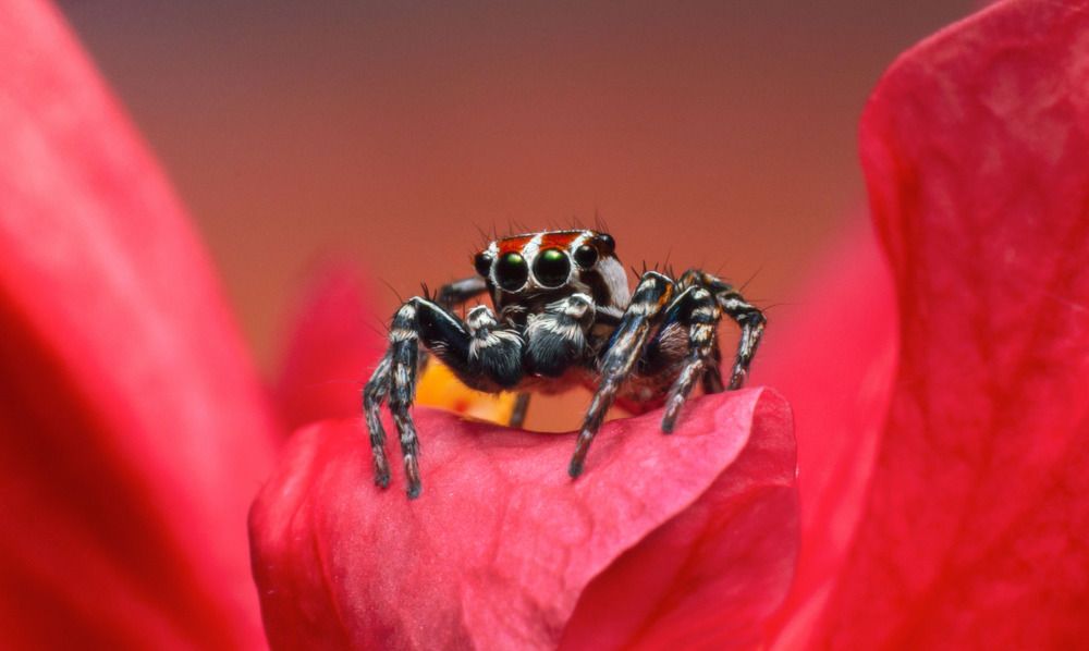 Photograph by Sachintha Wijenayake K.A