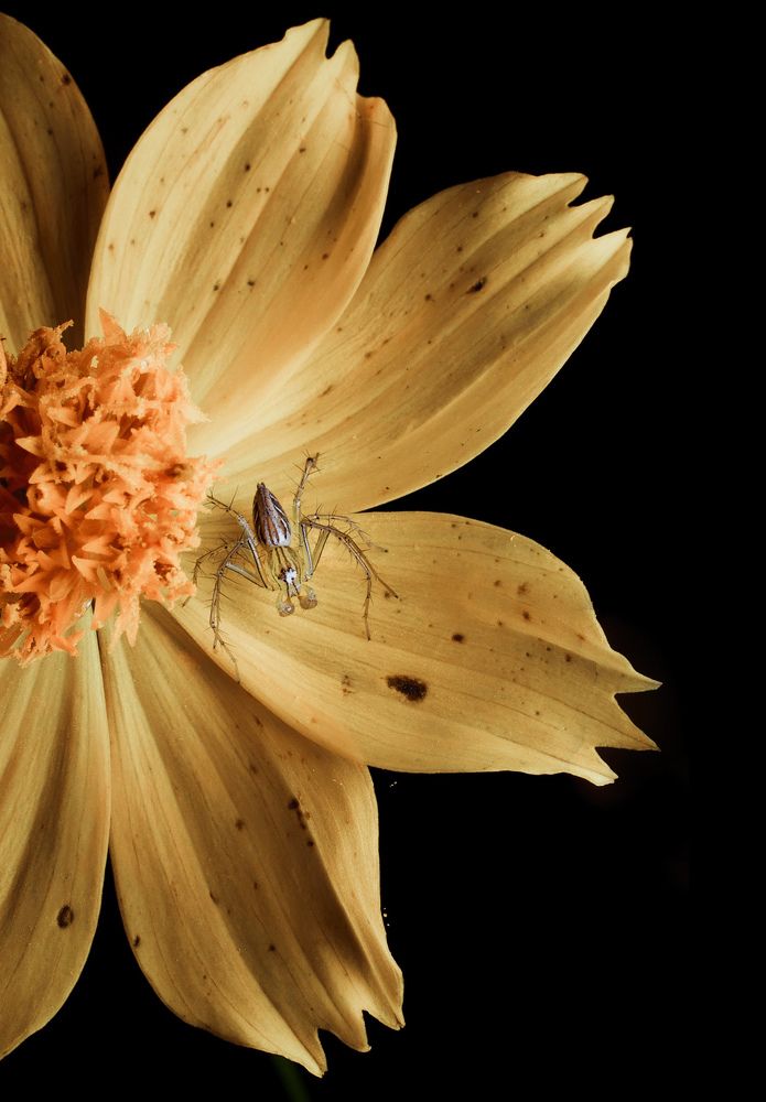 Photograph by Sachintha Wijenayake K.A