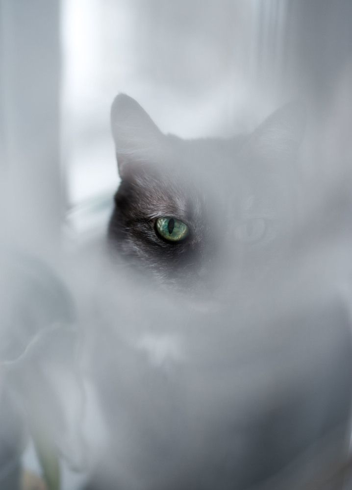 Сквозь тюль