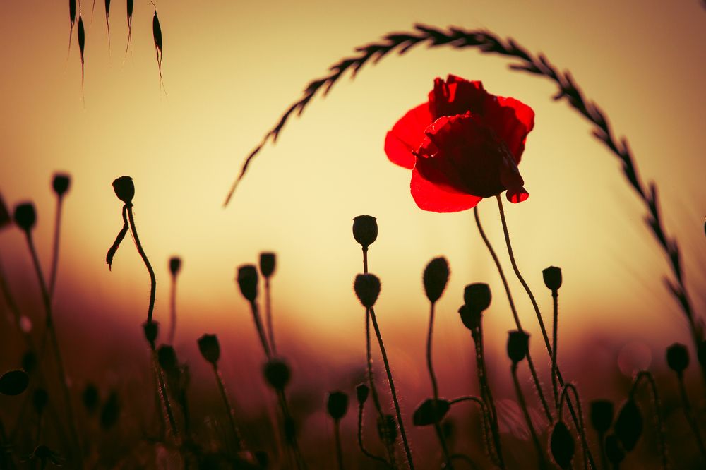 Photograph by Wiktor Kulesa