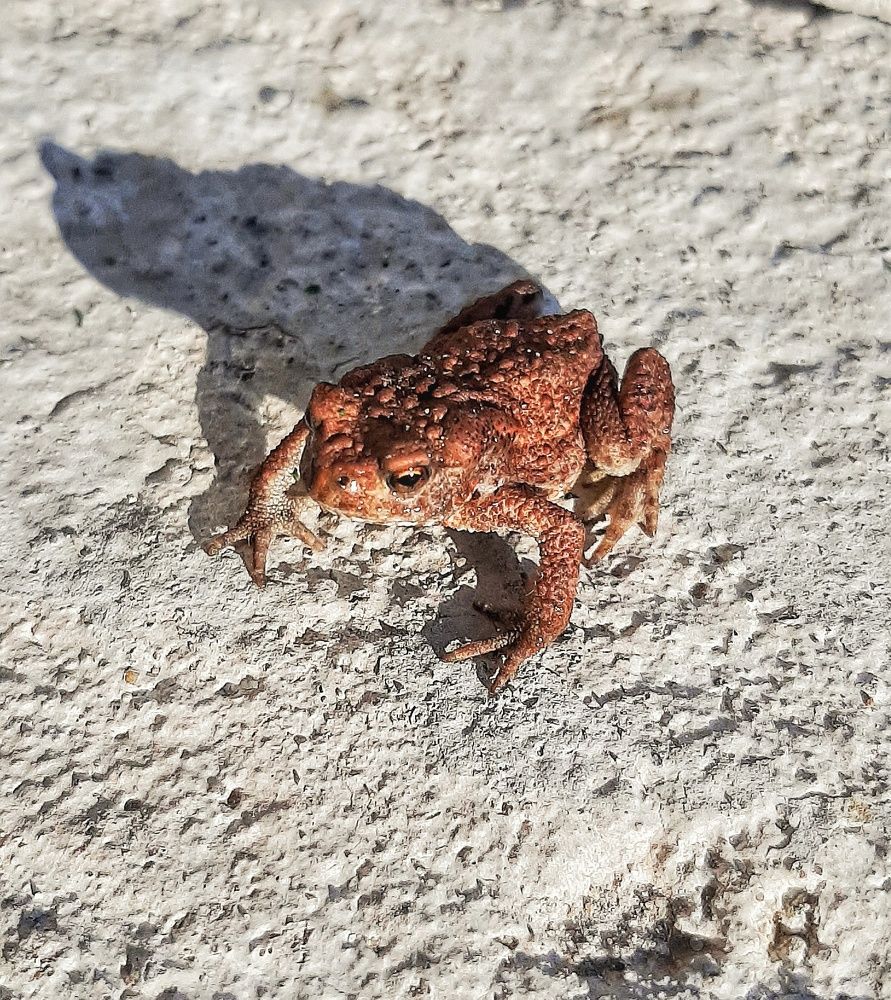 Земляная жаба