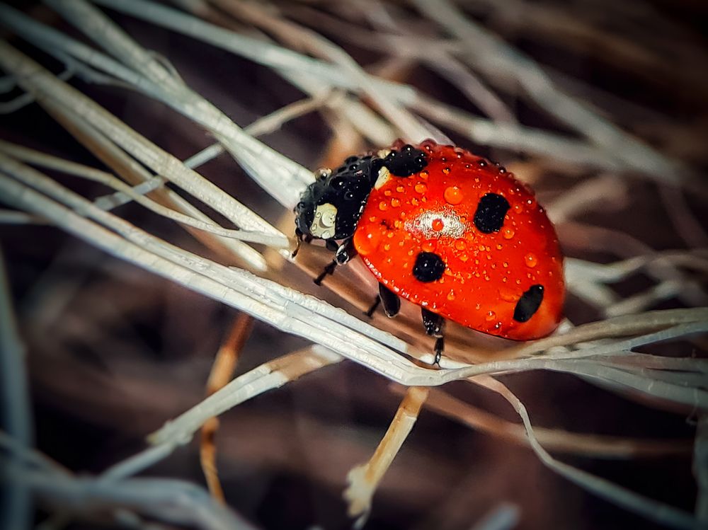 Photograph by Лариса Когтева