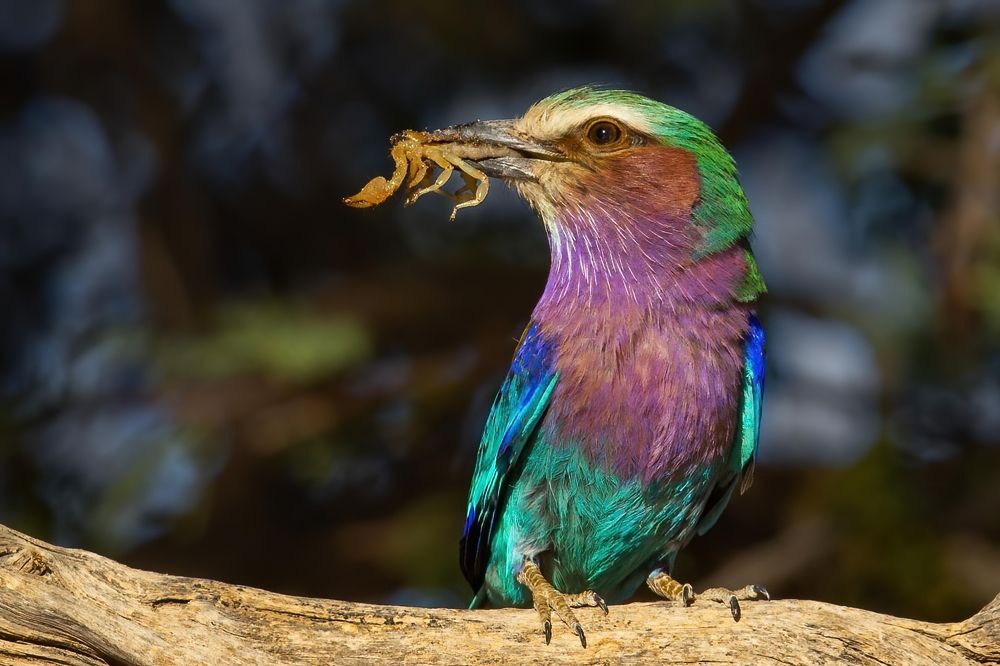 Scorpion for dinner, Yummy