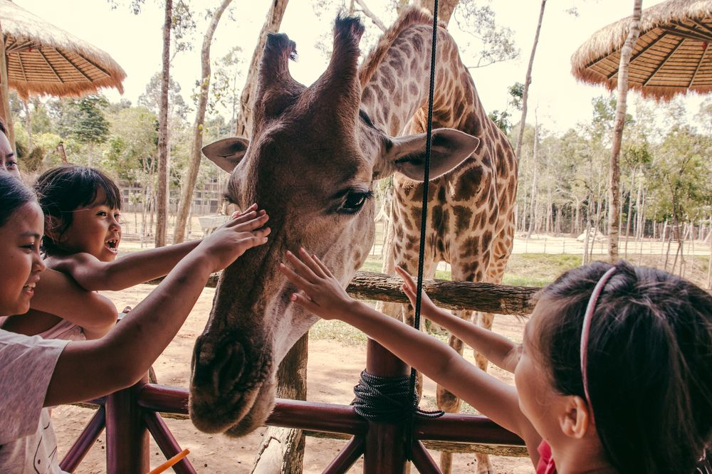 Giraffe and childrens