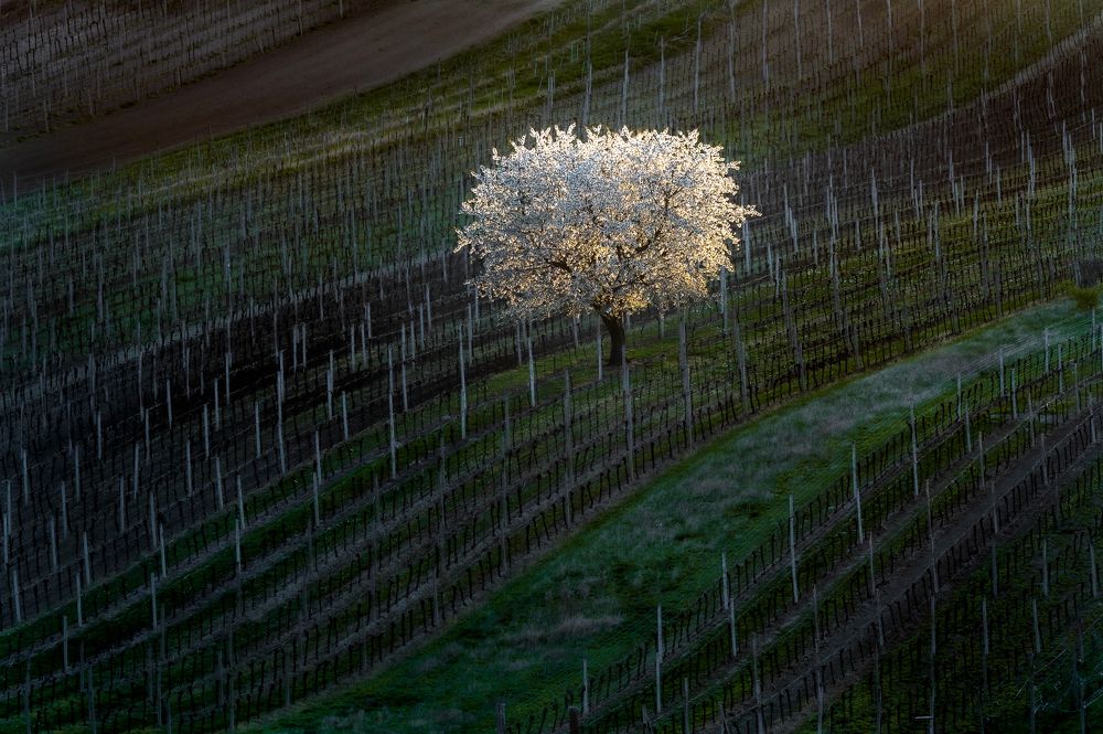 * Первый лучь *