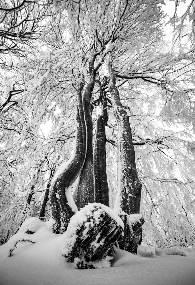 * Лесные великаны*