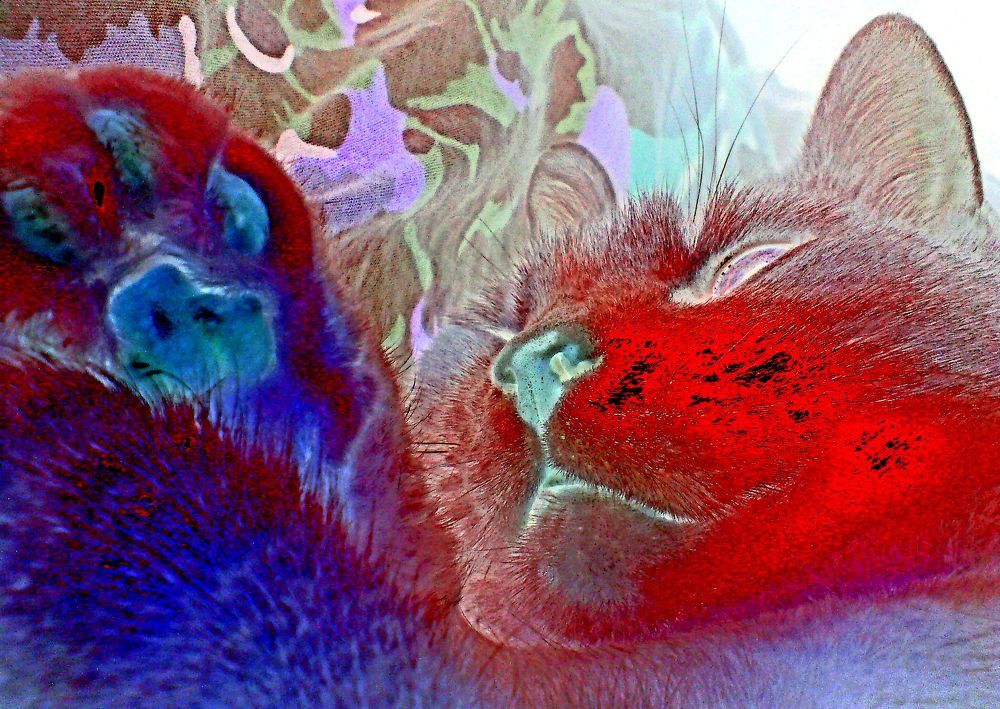 Кошачий сон, Cat's Dream.