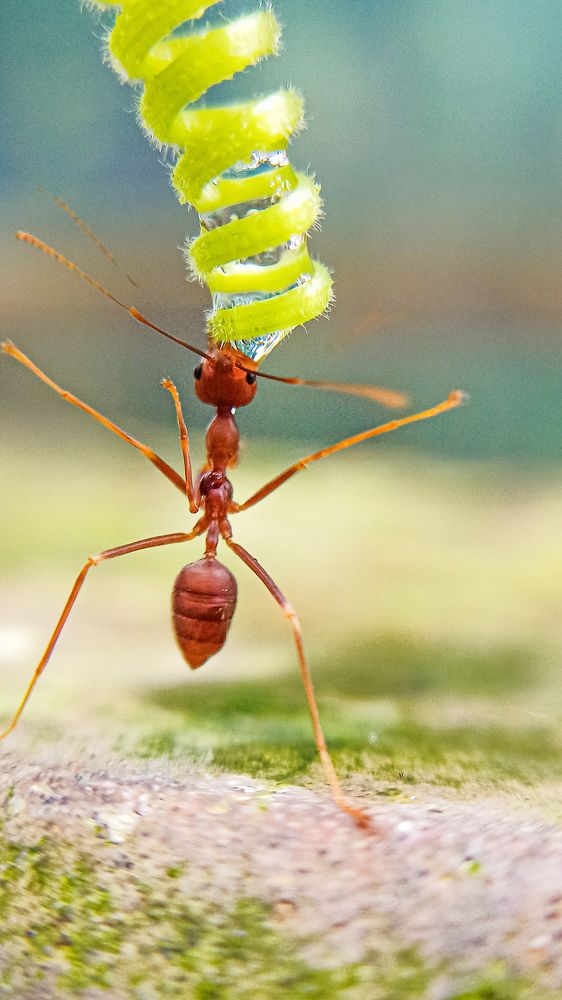 Ant