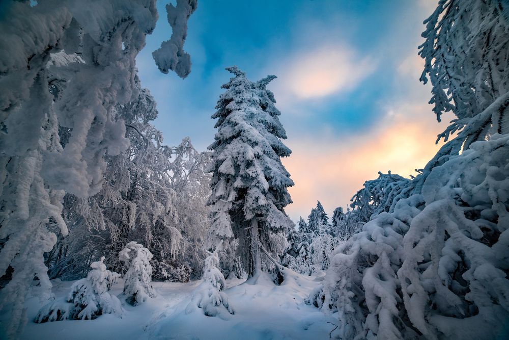 Лесные великаны