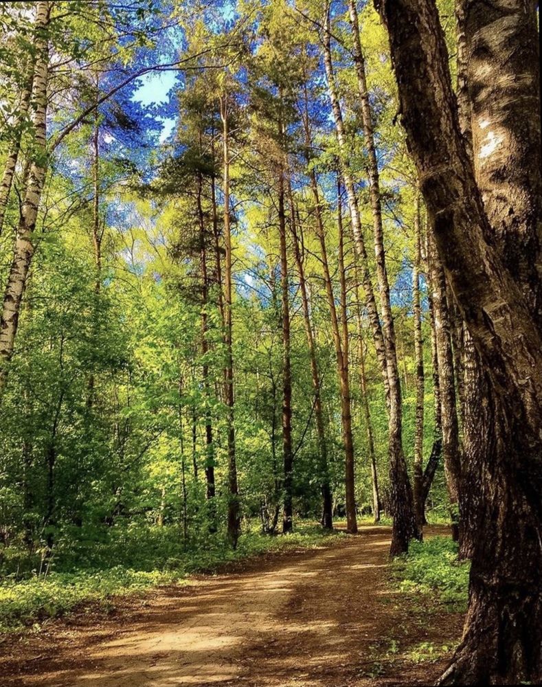 Лесной тропой навстречу вдохновению