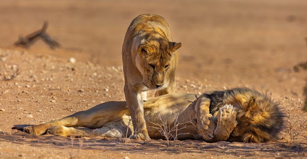 Mating lions the beginning middle and end.