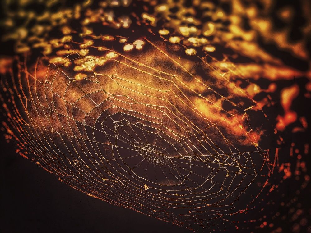 Фотография автора Ebrahim Saeedi