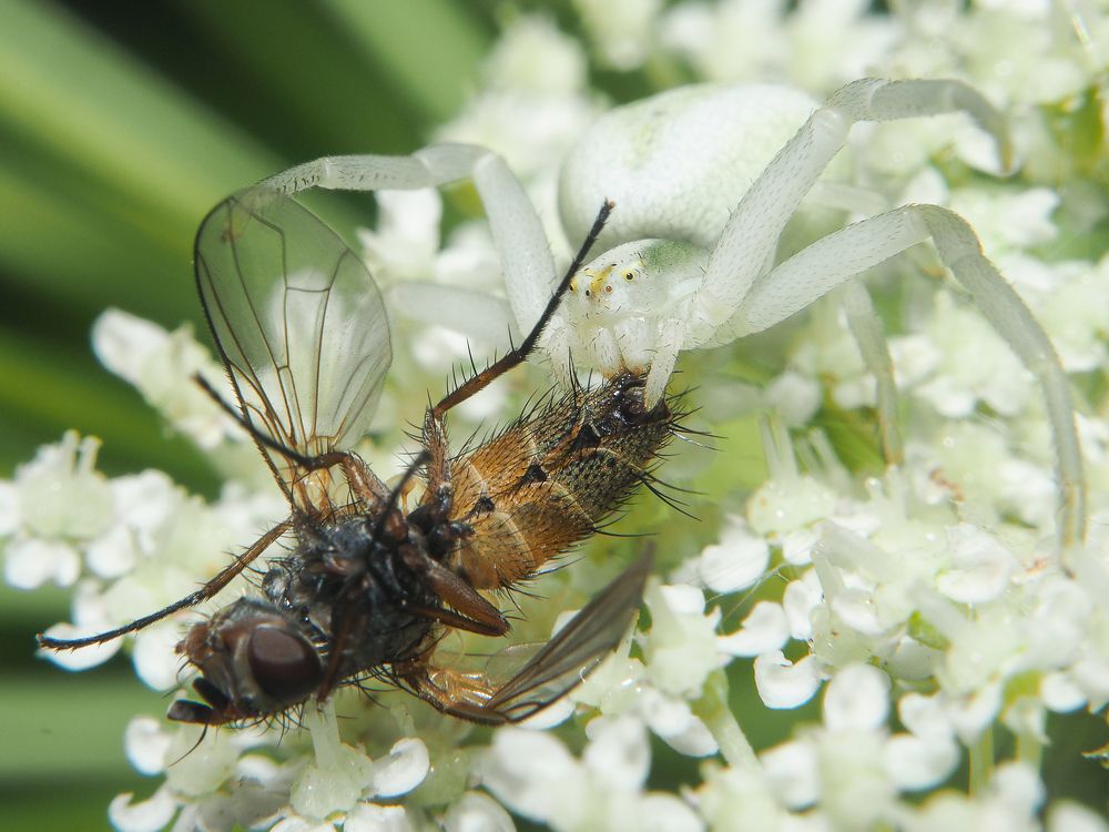 Photograph by Евгения Чепурная