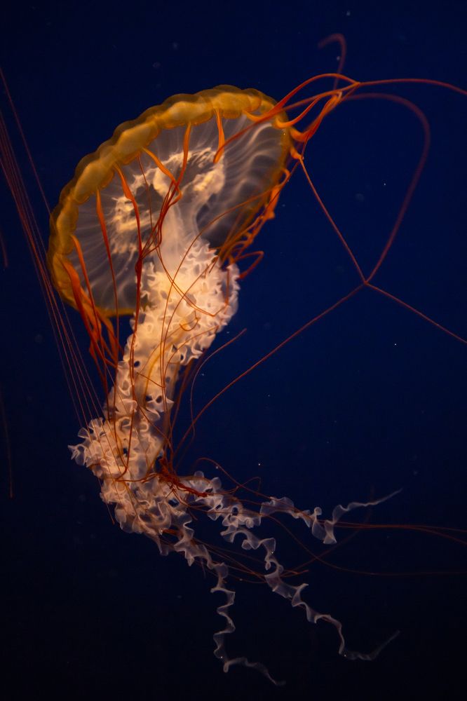 Medusas