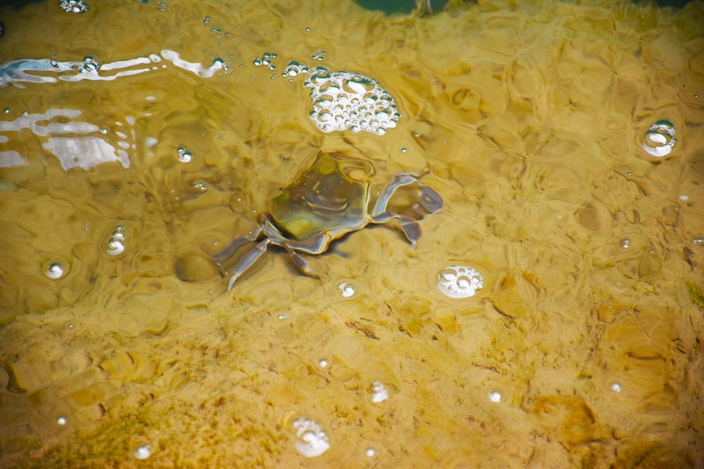 Краб-путешественник