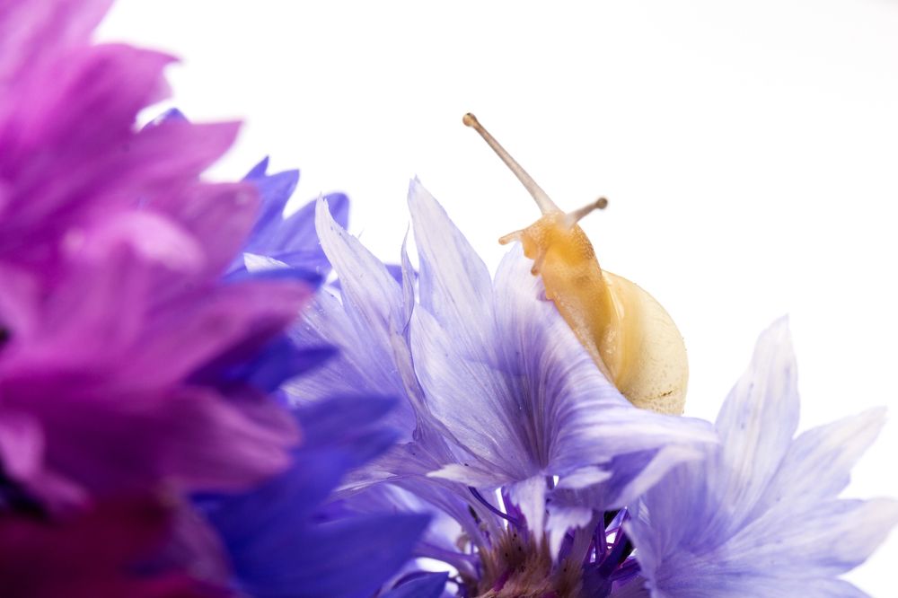 Любопытная улитка