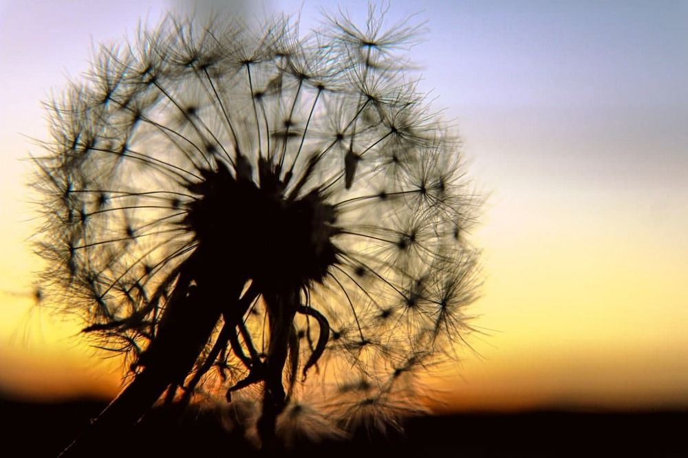 Photograph by Алла Боброва